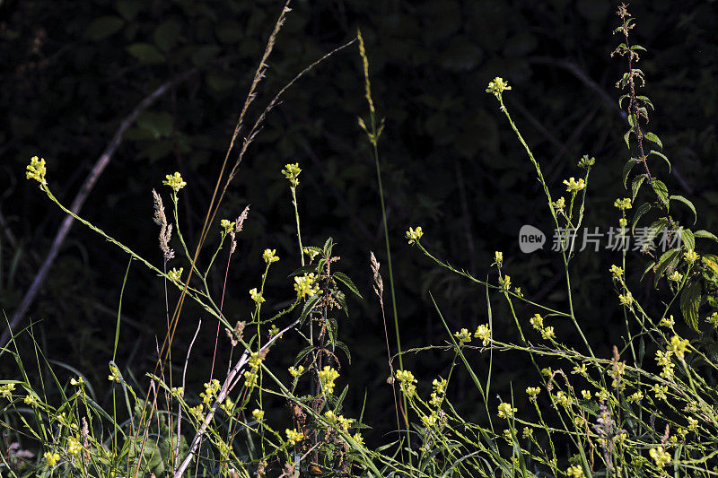 黄花的篱笆芥菜Sisymbrium officinale